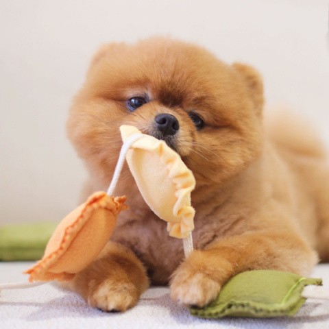 Pups & Bubs Zabawka węchowa dla psa Ravioli Pups & Bubs Zabawka węchowa dla psa Ravioli