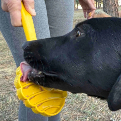 SodaPup Beehive Lick Zabawka do lizania, baryłka miodu SodaPup Beehive Lick Zabawka do lizania, baryłka miodu