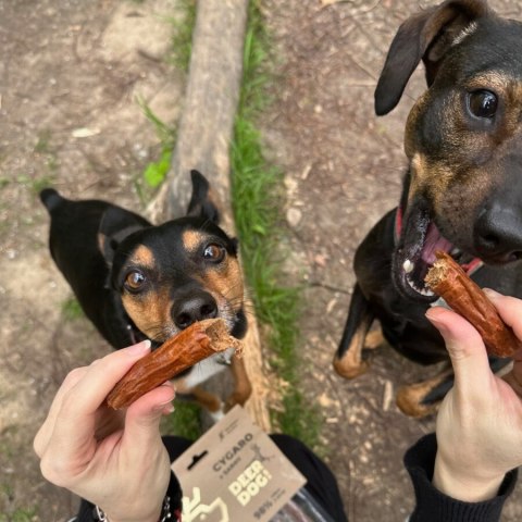Deer Dog Gryzy z sarny 2szt