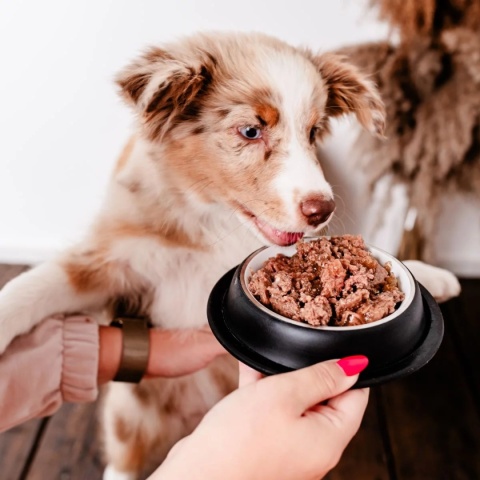 Karma mokra Perro Junior Gourmet Jeleń z gruszką dla szczeniąt 400g