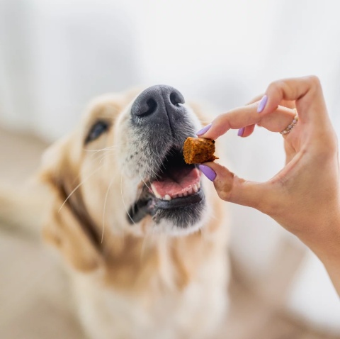 Perro BON BON Wsparcie odporności Jagnięcina 80g