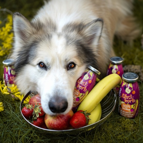 SmoothieDog Kosz owoców 240ml SmoothieDog Kosz owoców 240ml