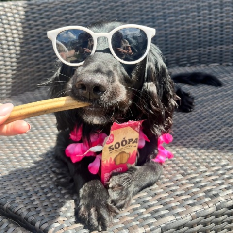 Soopa Dental Stick Strawberry Dog-Quiri Kokos, truskawka i mięta 100g