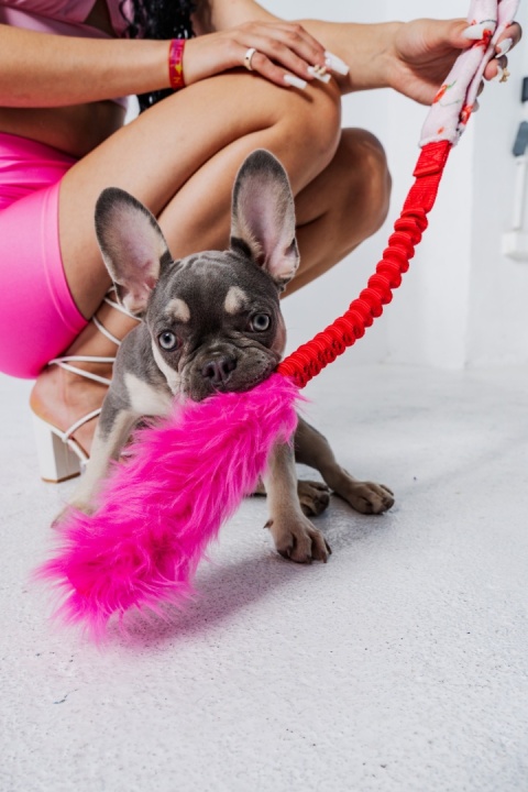 EuphoriaDogs Szarpak Hot Wisienki