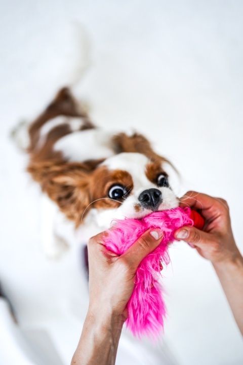 EuphoriaDogs Szarpak Hot Wisienki