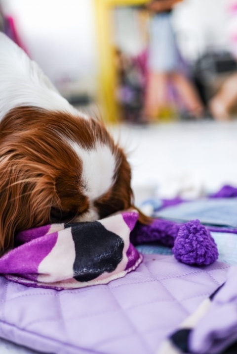 EuphoriaDogs Frajdomata Disco Krówka