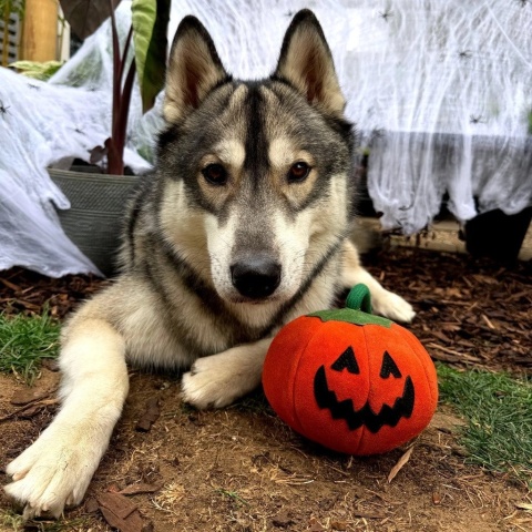 Green & Wild's Patch the Pumpkin Zabawka dla psa Duża Dynia