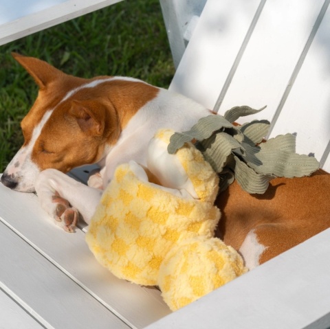 Zabawka węchowa dla psa Lambwolf Ananas