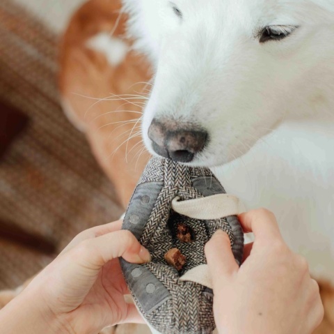 Zabawka węchowa dla psa Lambwolf Kaseta