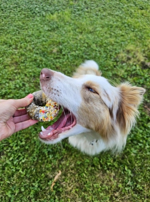 Cooka's Cookies Candy Crush Zestaw przysmaków