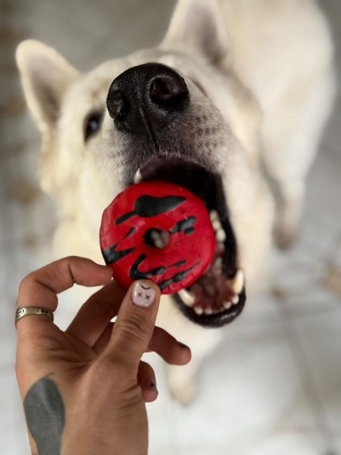 Cooka's Cookies Vampire Donuts Przysmak z indykiem, dynią i burakiem 70g