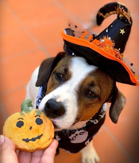 Cooka's Cookies Spooky Box Ciasteczka dla psa