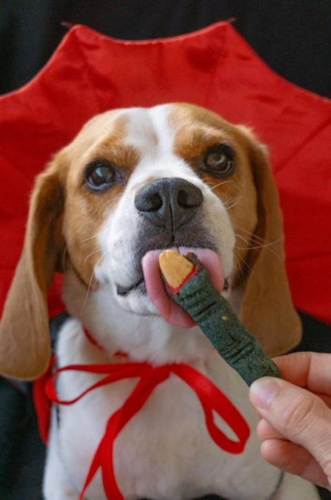 Cooka's Cookies Spooky Box Ciasteczka dla psa