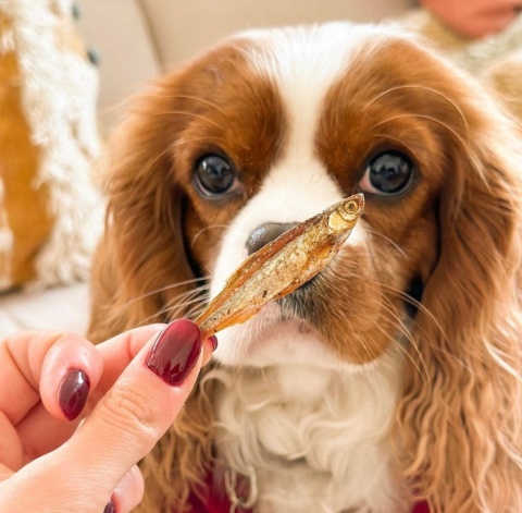 Cooka's Cookies Gone Fishing Suszone rybki Omena 90g