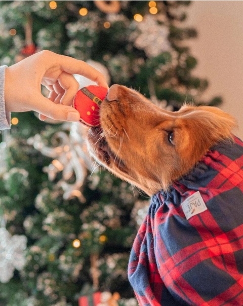 Cooka's Cookies Santa Belly Macarons Świąteczne ciasteczka