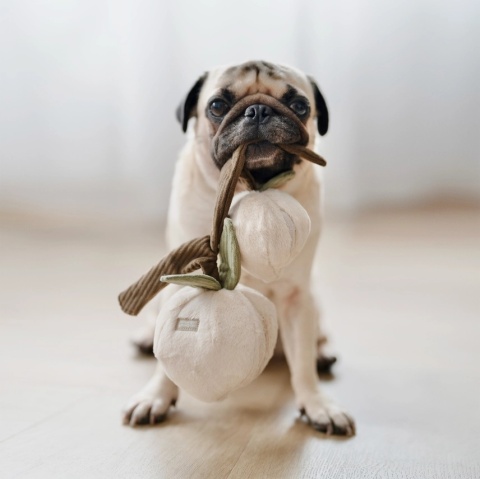 Zabawka węchowa dla psa Lambwolf Momo brzoskwinki