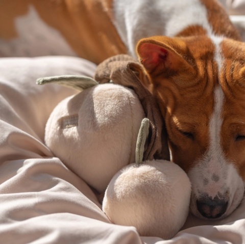 Zabawka węchowa dla psa Lambwolf Momo brzoskwinki