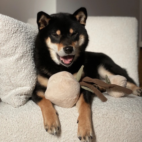 Zabawka węchowa dla psa Lambwolf Momo brzoskwinki