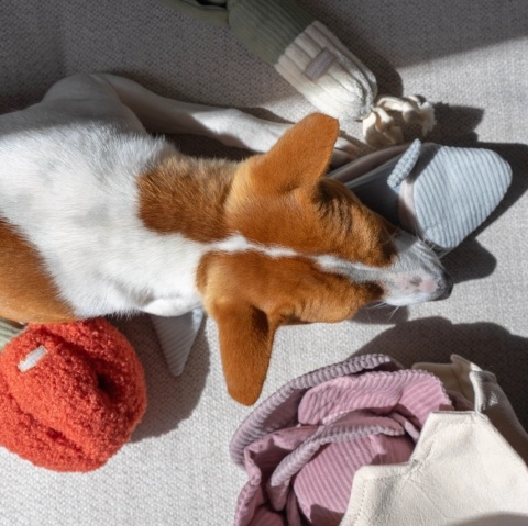 Zabawka węchowa dla psa Lambwolf Papryka