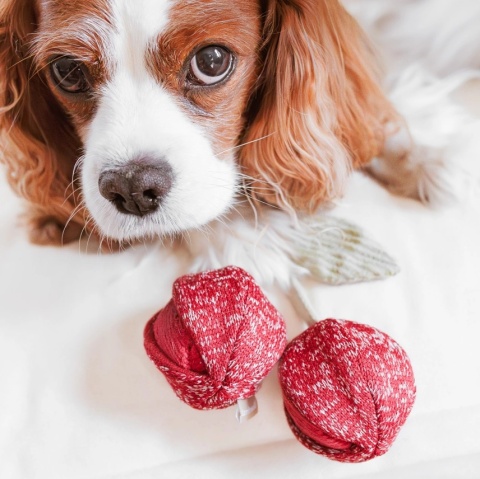 Zabawka węchowa dla psa Lambwolf Wisienki